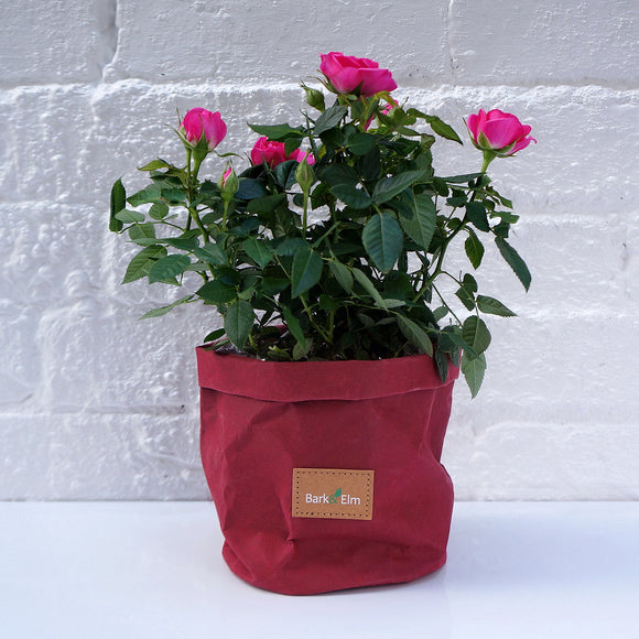 Eco Plant Bag + Saucer - Matte Burgundy