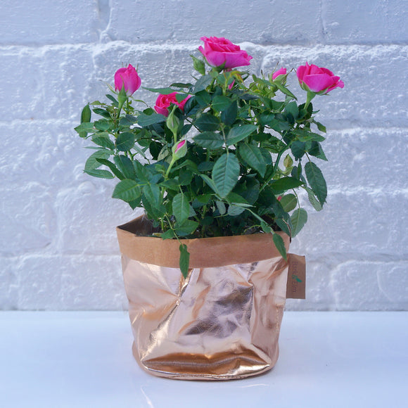 Eco Plant Bag + Saucer - Metallic Rose Gold