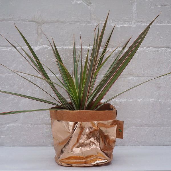 Eco Plant Bag + Saucer - Metallic Rose Gold
