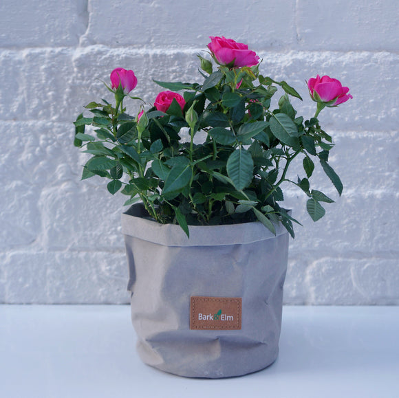 Eco Plant Bag + Saucer - Matte Grey