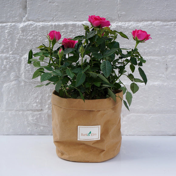 Eco Plant Bag + Saucer - Matte Tan