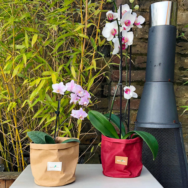 Eco Plant Bag + Saucer - Matte Tan