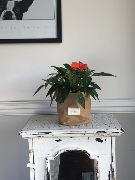 Eco Plant Bag + Saucer - Matte Tan