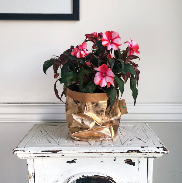 Eco Plant Bag + Saucer - Metallic Rose Gold