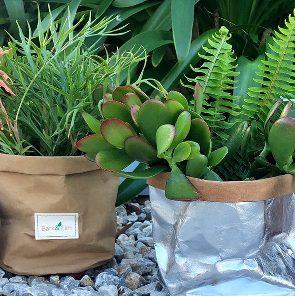 Eco Plant Bag + Saucer - Matte Tan